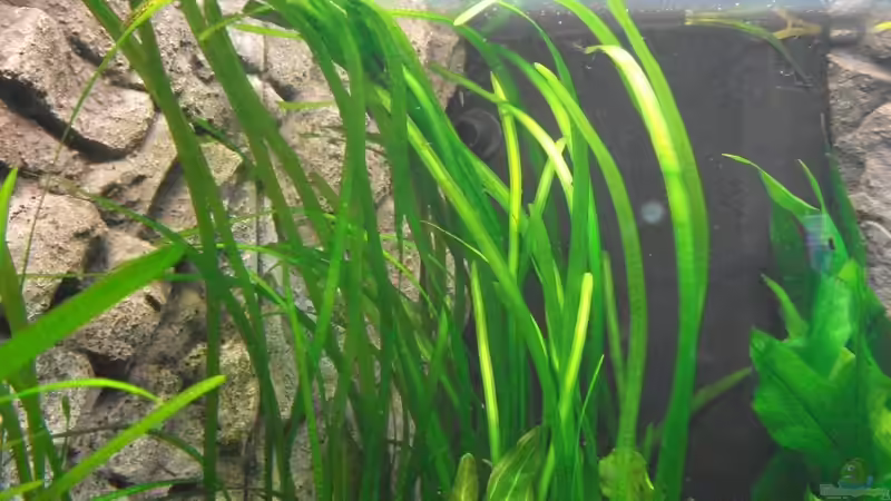 Vallisneria spiralis, altes Bild von Romer (8)