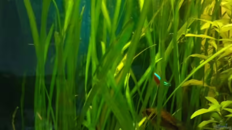 Vallisneria spiralis  von Andy_daHousecat (17)