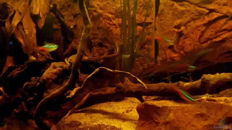 Vallisneria spiralis  von NiRo (5)