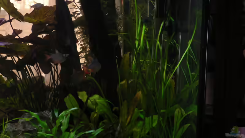 Vallisneria spiralis  von Zapfenmanderl (19)