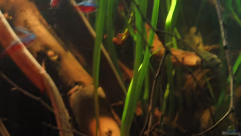 Vallisneria Spiralis als Akzente zwischen den Wurzeln von Alex S (23)