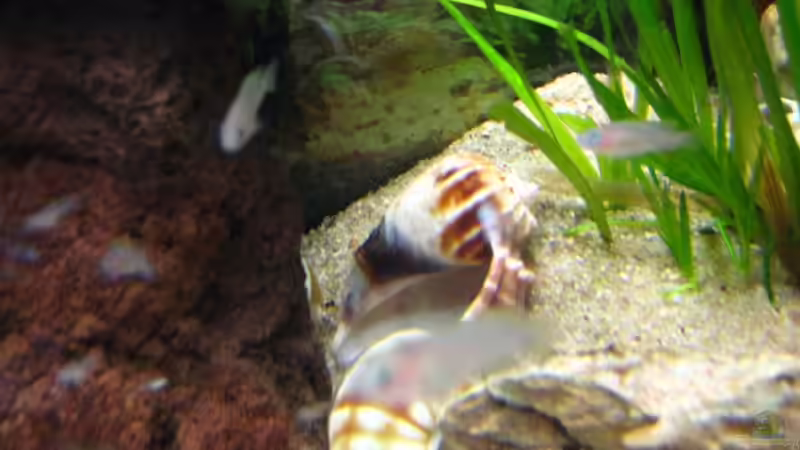 Vallisneria spiralis (breiten sich sogar schon aus :-)) von André Martin (9)