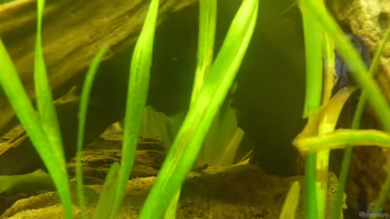 Vallisneria spiralis oder tortifolia von Cpt Frischgemüse (7)