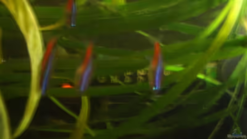 Vallisneria spiralis ´Tiger´ von Alexander Goldschmidt (13)