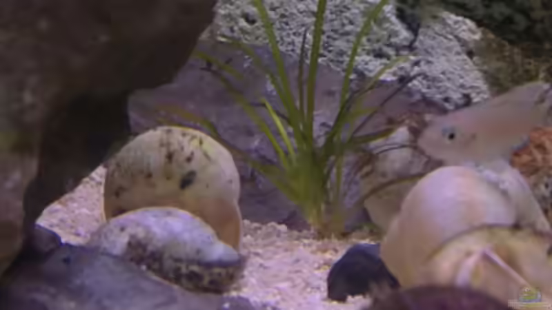 Vallisneria spiralis Tiger von Capitan Hook (14)