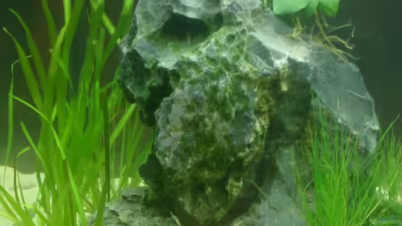 Vallisneria spiralis und Nadelsimse von Plastikblume (11)