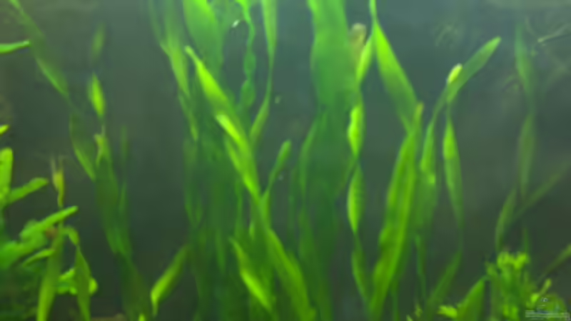 Vallisneria spiralis und tortifolia. Gut zu unterscheiden von Zebraschneggla (12)