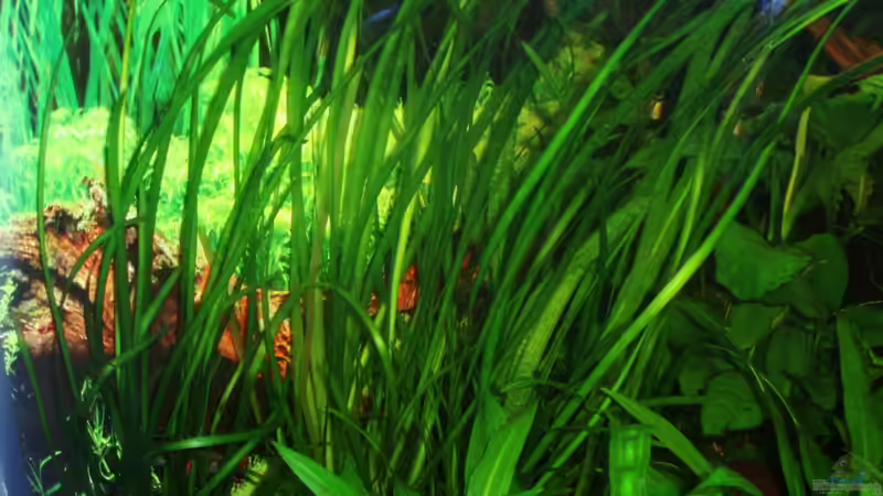 Vallisneria spiralis var. spiralis (Gewöhnliche Wasserschraube) 20.12.09 von ~Marco~ (20)