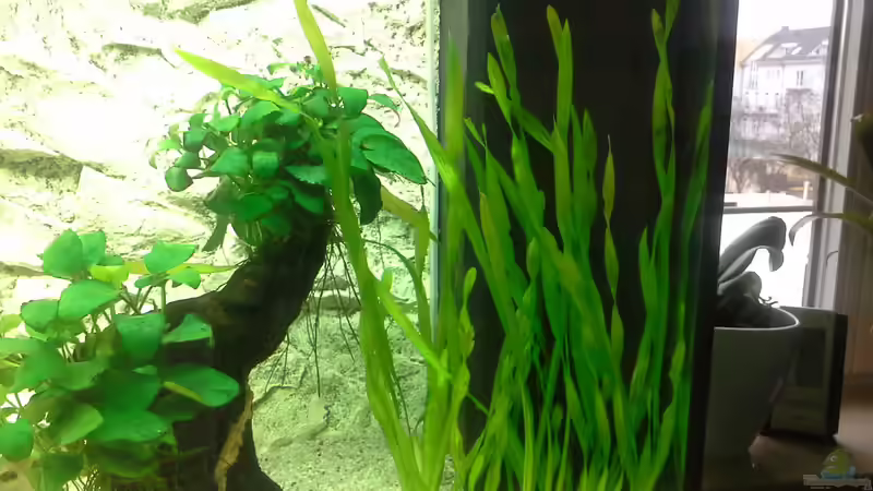 Vallisneria spiralis von AndreLeipzig (8)