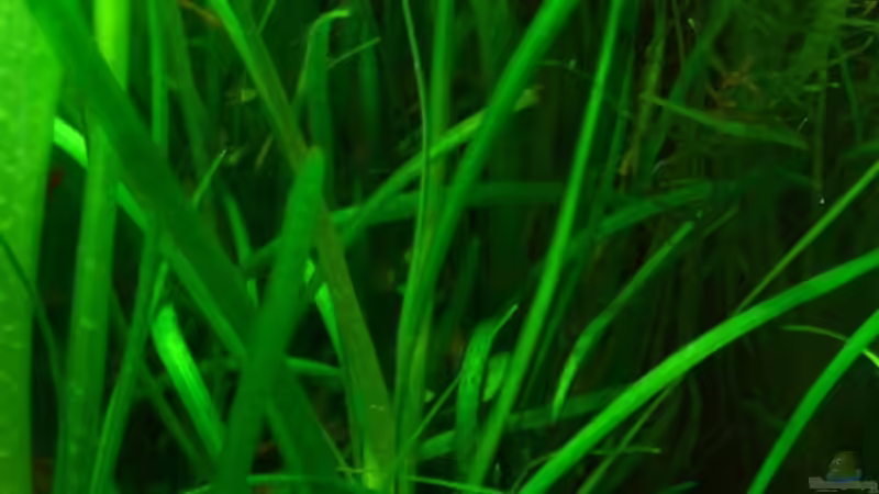 Vallisneria spiralis von Christopher Walla (4)