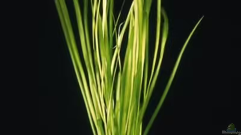 Vallisneria spiralis von Dennis Klusmann (7)