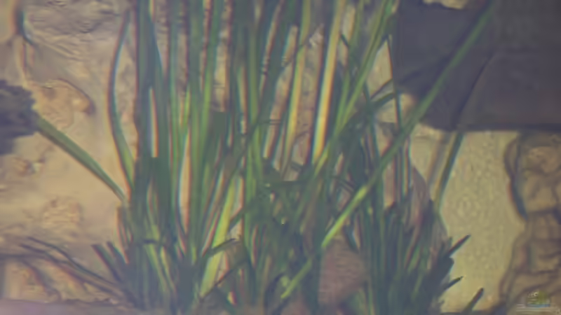 Vallisneria spiralis von Dirk Abelshausen (12)