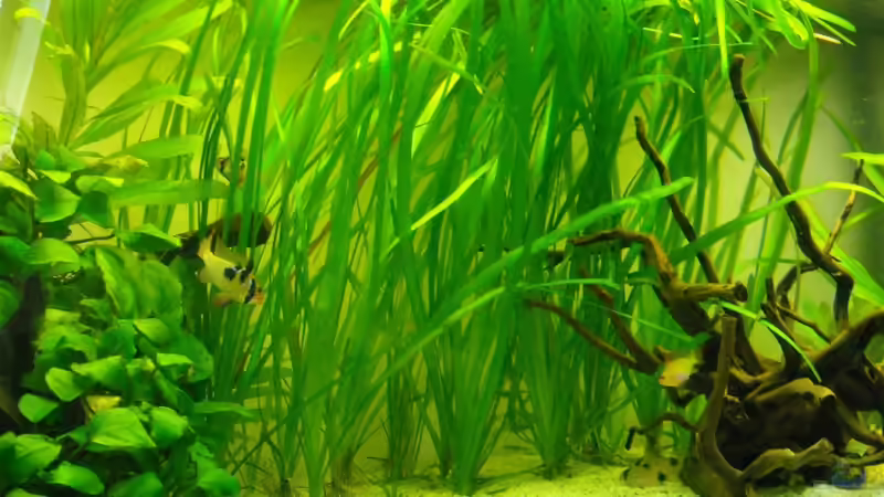 Vallisneria Spiralis von Fabian Ber (12)