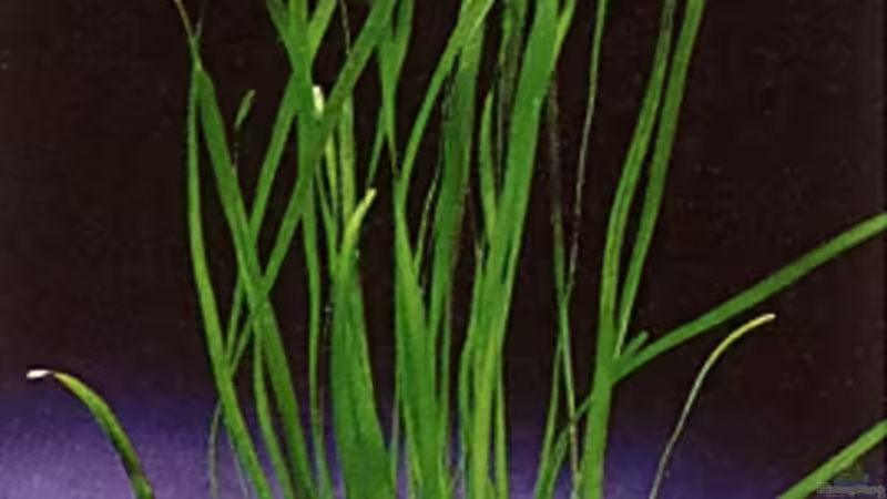 Vallisneria spiralis von Florian Frank (8)