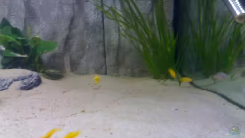 Vallisneria spiralis von Julie (4)