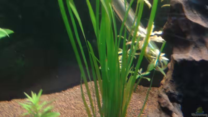 Vallisneria spiralis von Kai Heermann (9)