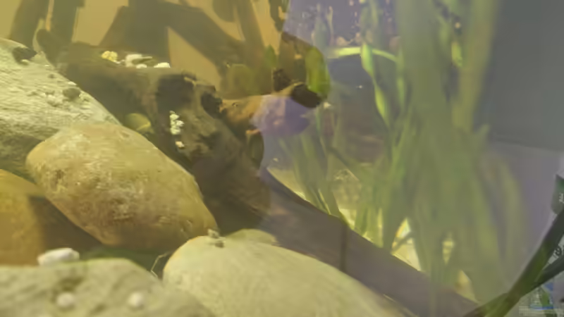 Vallisneria Spiralis von Keathkliff (4)