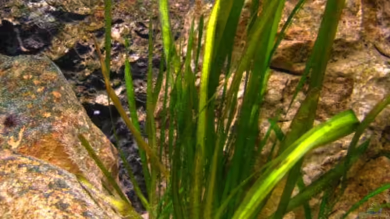 Vallisneria spiralis von Malawigo (20)