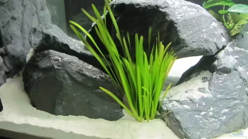 Vallisneria Spiralis von Mazdeur (9)