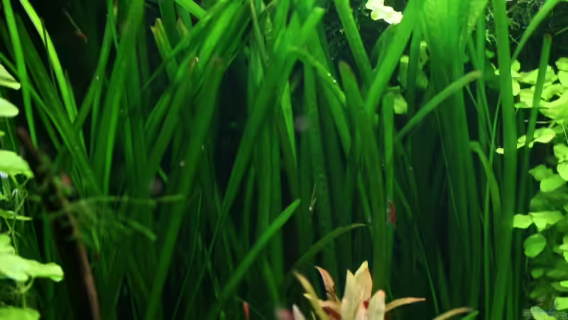 Vallisneria spiralis von Olli N. (8)