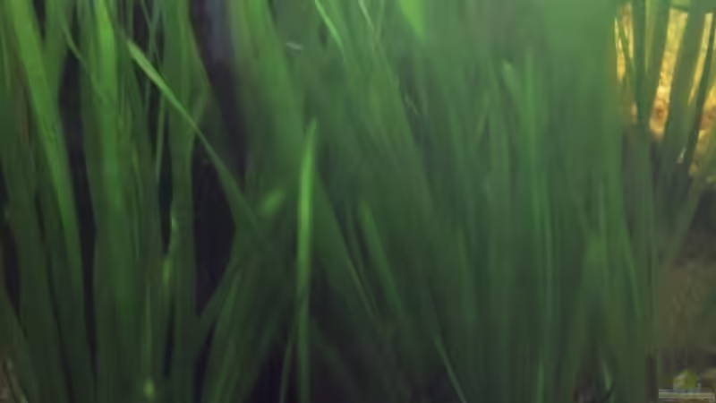 Vallisneria spiralis von Patrick Scheffer (6)