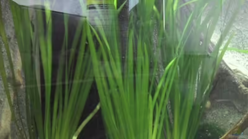 Vallisneria spiralis von Patrick Scheffer (7)