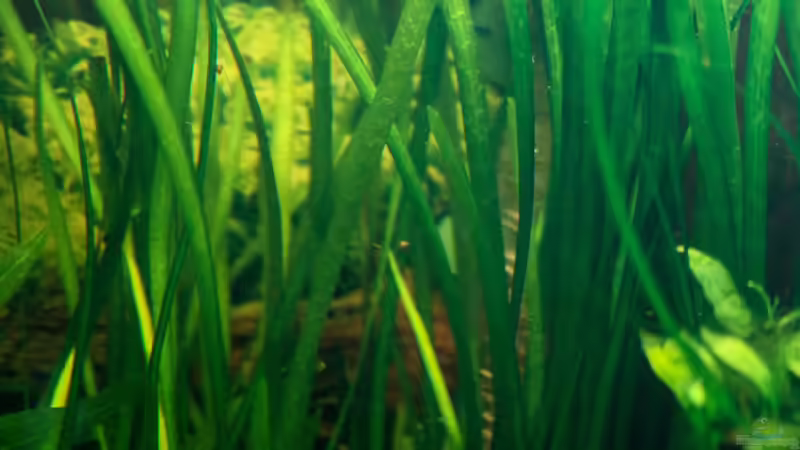 Vallisneria spiralis von Phil Cave (15)