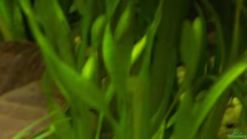 Vallisneria spiralis von Sabrina Fabig (7)