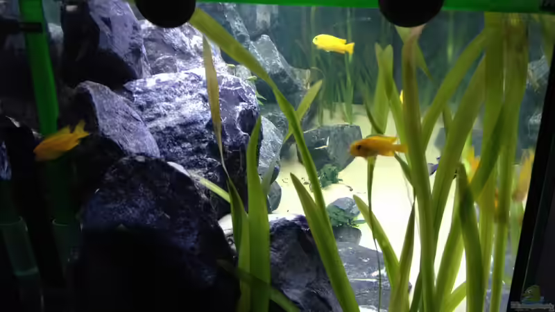 Vallisneria Spiralis von Vin (13)