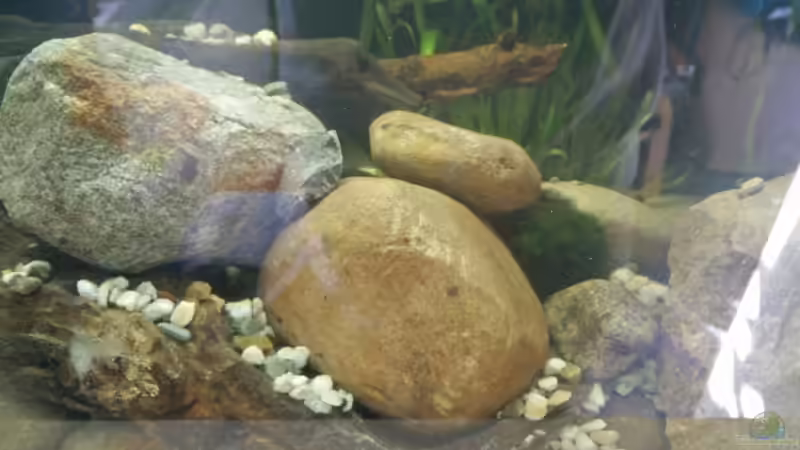 Vallisneria spiralis im Aquarium (Einrichtungsbeispiele mit Glattblättrige Sumpfschraube)