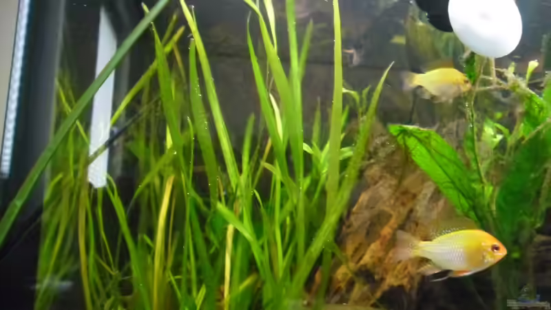 Vallisneria spirallis von Ruppinho (19)