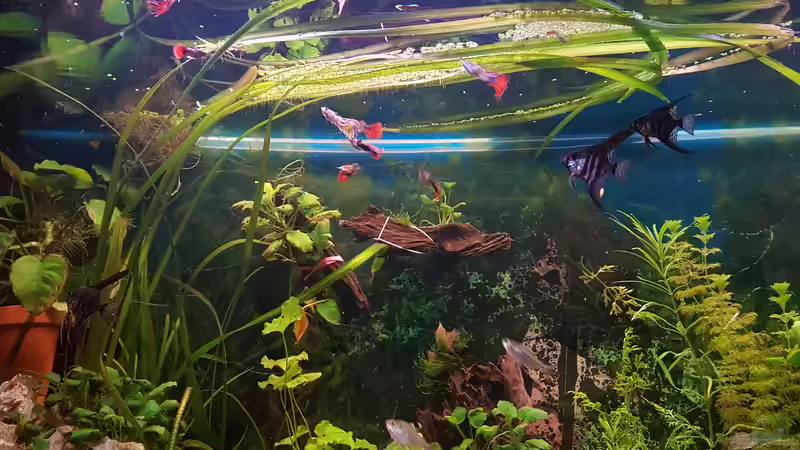 vallisneria Tiger mit fast 1,5 Meter :-)  von Aquarius1988 (23)