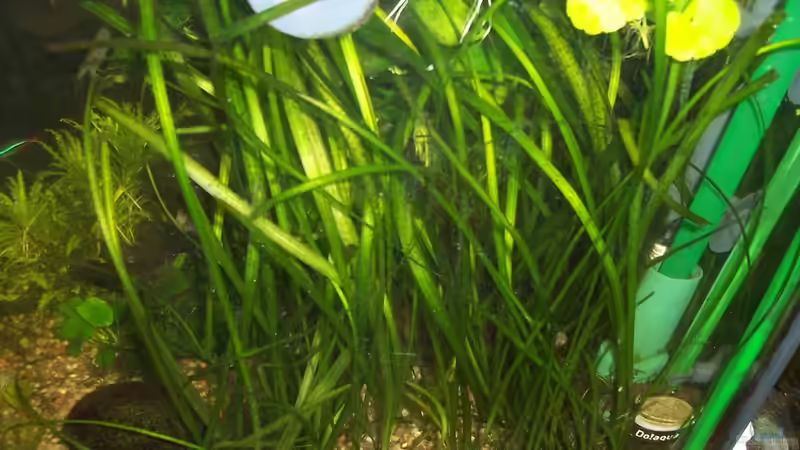 Vallisneria ´Tiger´ (Vallisneria Spiralis ´Tiger´) von Jens J. (26)