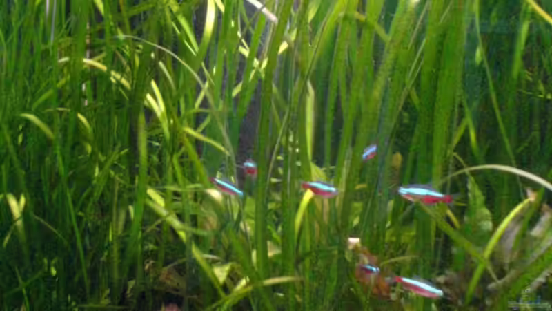 Vallisneria Tiger-Wald vor dem Filter im linken Beckenteil von Oliver Röder (3)