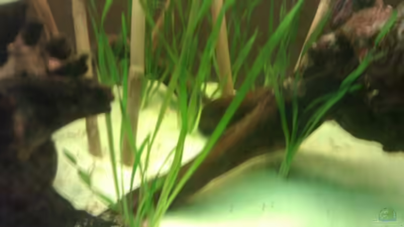 Vallisneria torta S von Xia (4)