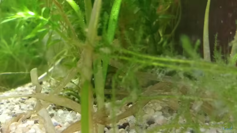 Vallisneria torta zeigt die ersten neuen Triebe von Lily (24)