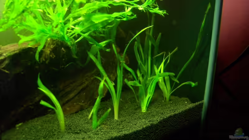 Vallisneria tortifolia - 31.03.2010 von Opodeldok (17)