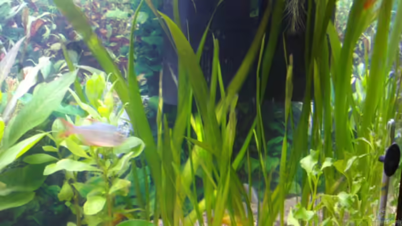 Vallisneria-tortifolia (Geschraubte Vallisneri), Vallisneria gigantea ( Riesen - von Cia (7)