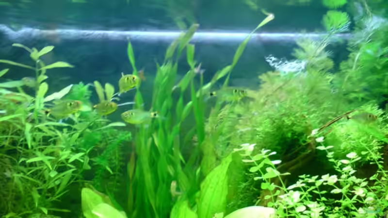 Vallisneria tortifolia von Rico (16)