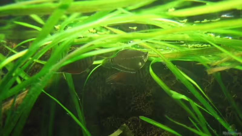 Vallisneria unter der Wasseroberfläche von andif (5)