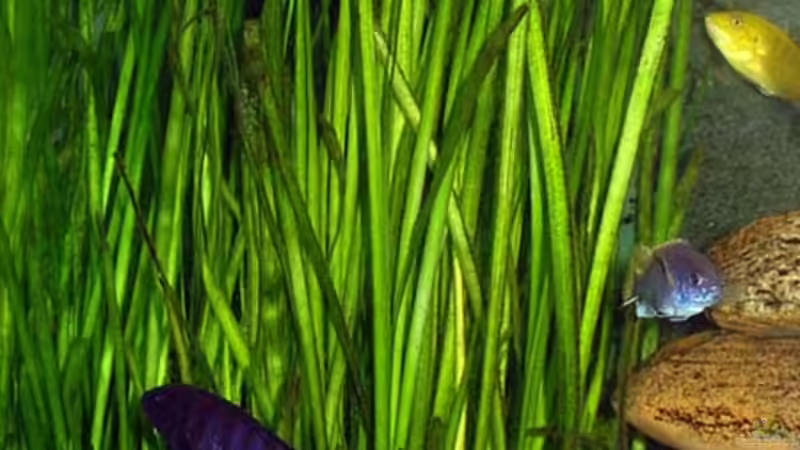 Vallisneria von Andrea Wendel (6)