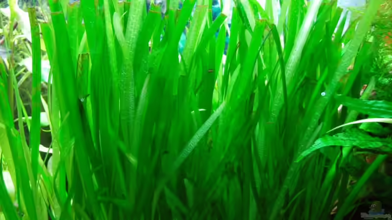 Vallisneria von Aquarienfreund44 (13)