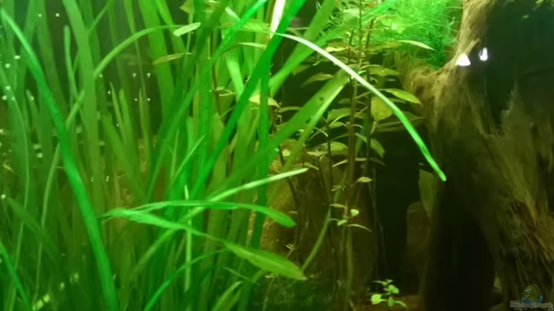 vallisneria von Cello (5)