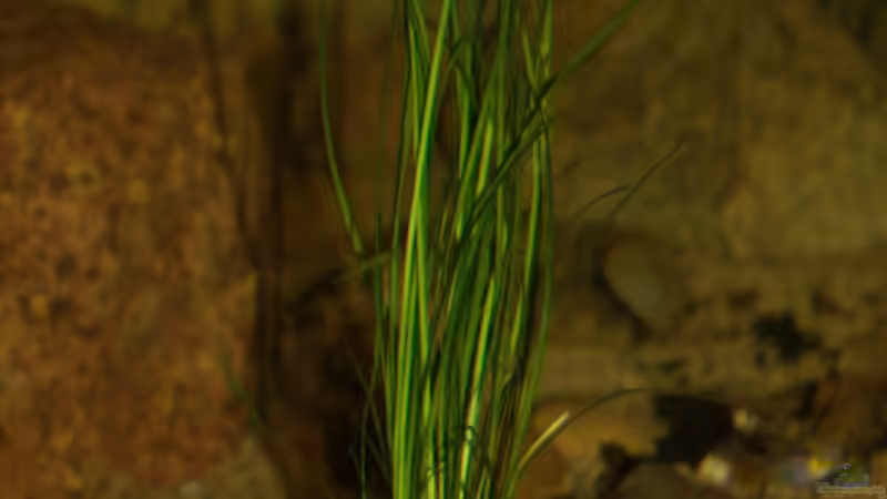 Vallisneria von Didi (22)