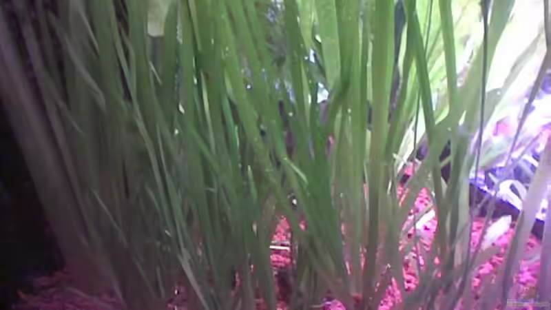 Vallisneria von Freddy Burghartz (8)