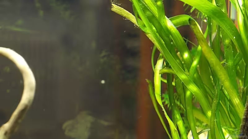 Vallisneria von hinten von rapid (10)