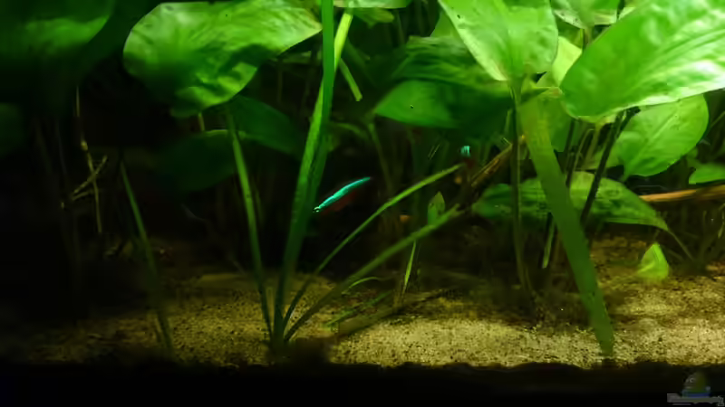 Vallisneria von Karim C (26)