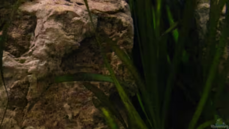 Vallisneria von Malawigo (11)