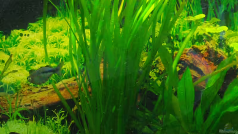 Vallisneria von Mike Nebenführ (12)