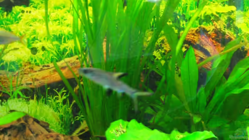 Vallisneria von Mike Nebenführ (13)